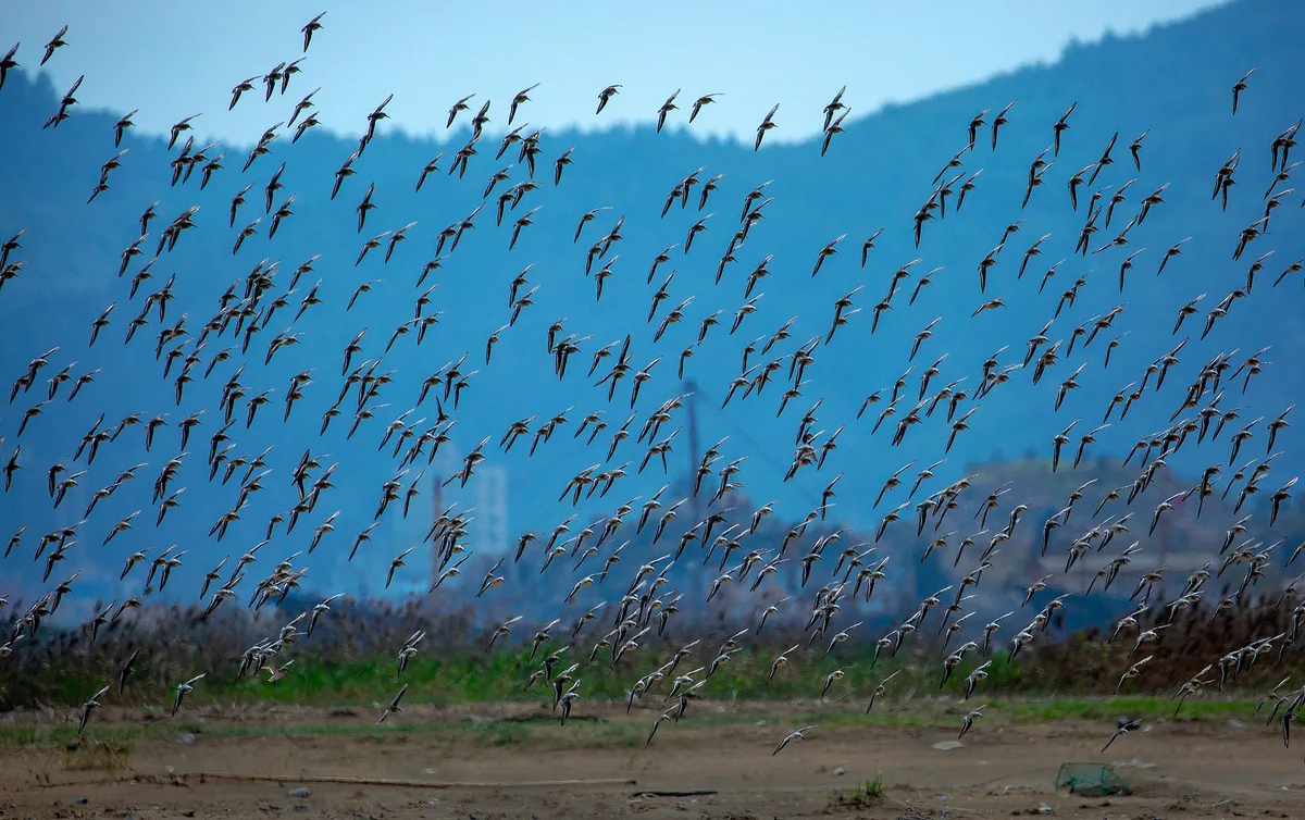 stopover wetland habitat