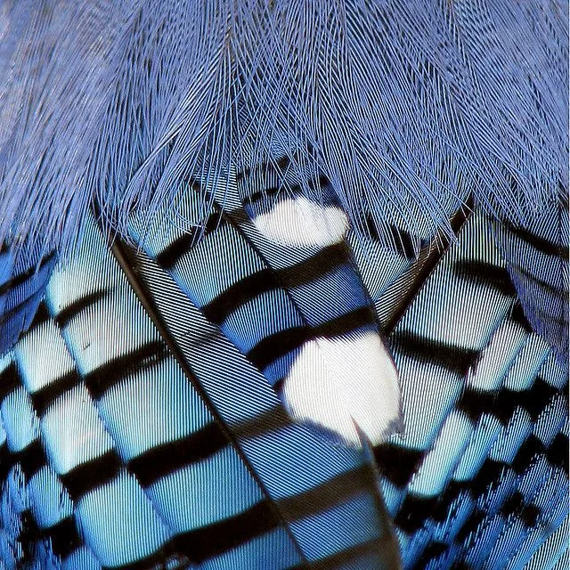 Structural Coloration