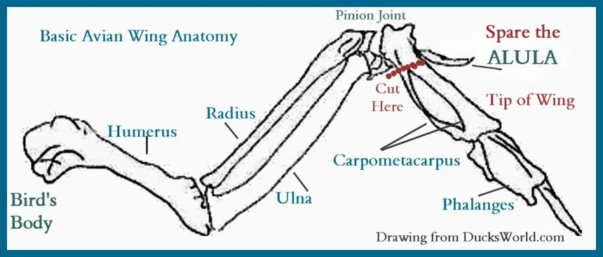 Swan Anatomy Built for the Sky
