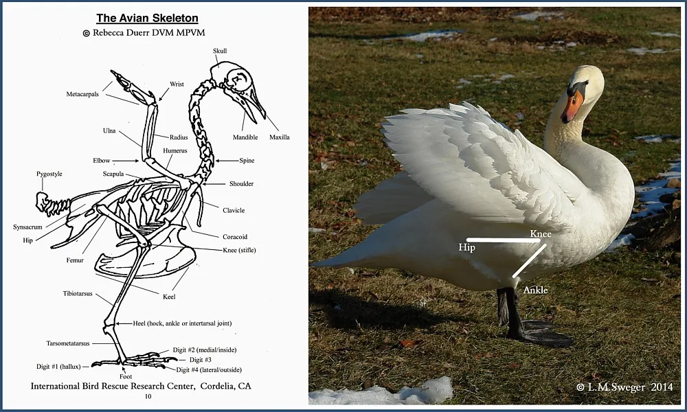 swan foraging