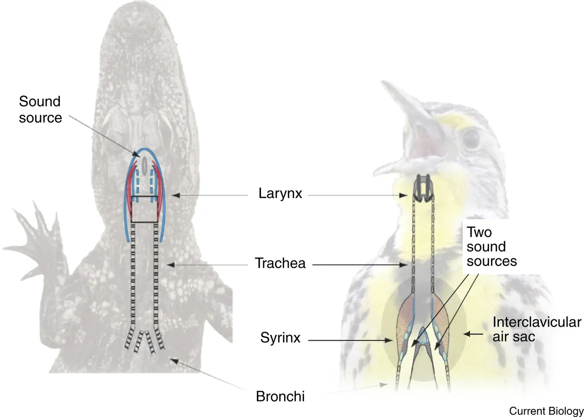 Swan hissing behavior