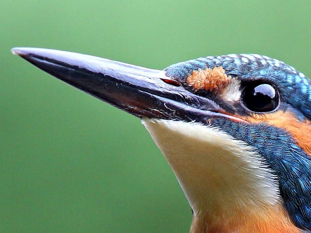 syndactyl feet