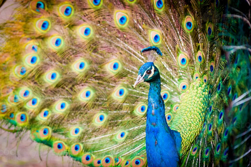 tail feather eye-spot count