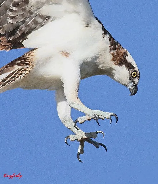 Talons with spicules