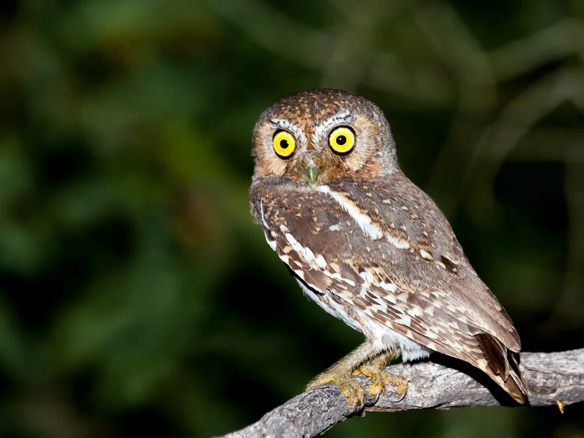 The Elf Owl: Champion of the Tiny Owls