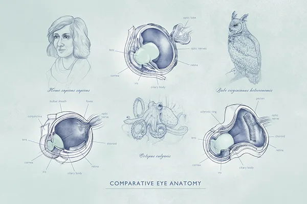 The Incredible Anatomy of an Owl's Eye