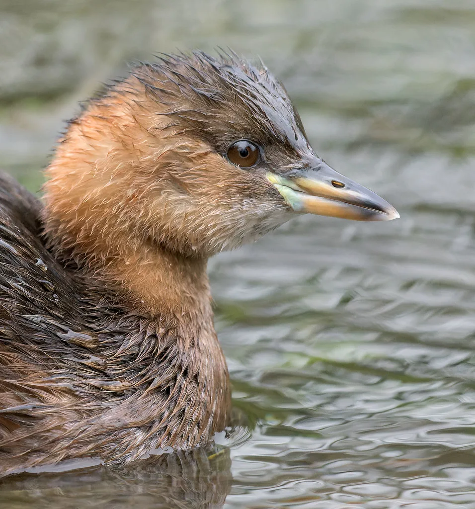 The Little Grebe: Often Crowned King of Small