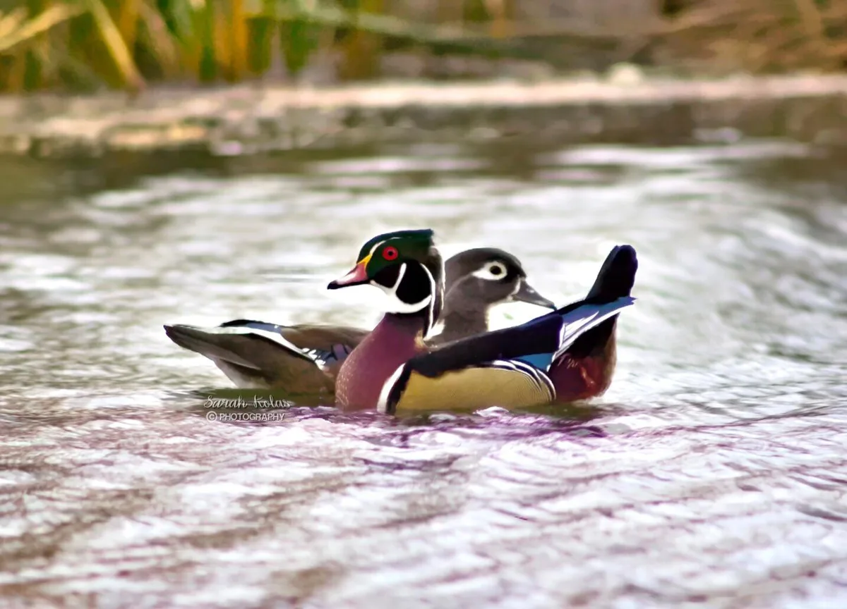 The Mating Game: How Colors Help Males Impress