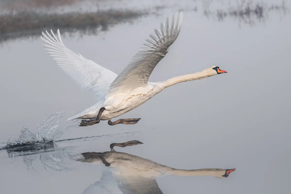 The Mechanics of Takeoff