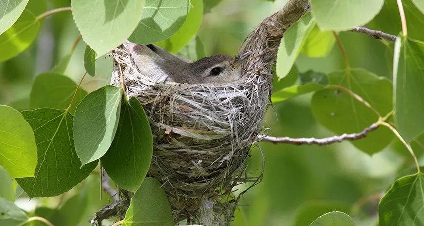 The Nest Itself: Materials and Construction