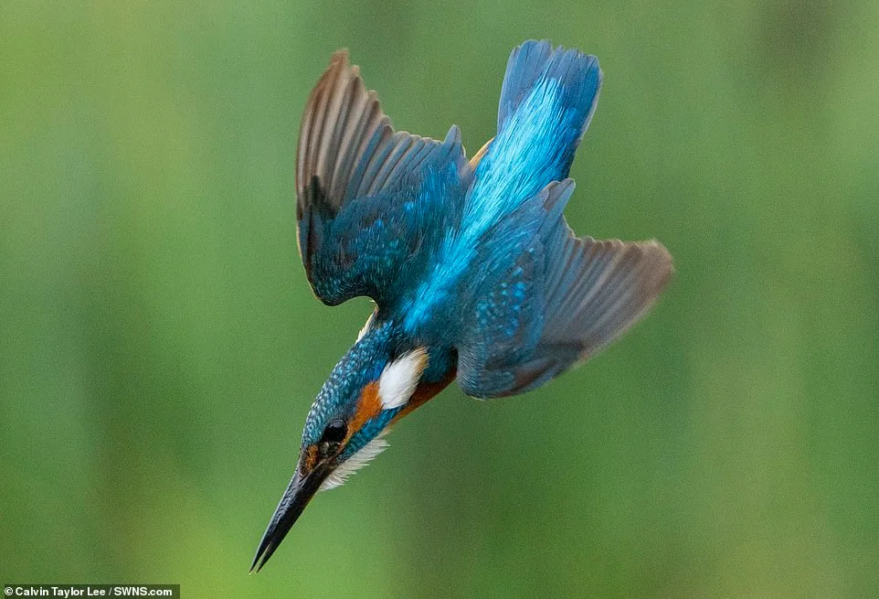 The Perfect Dive: Speed and Precision in Action