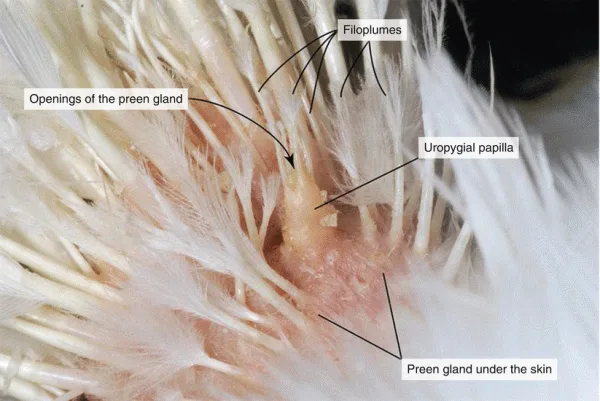 The Preen Gland: A Duck's Built-In Water-Repellent