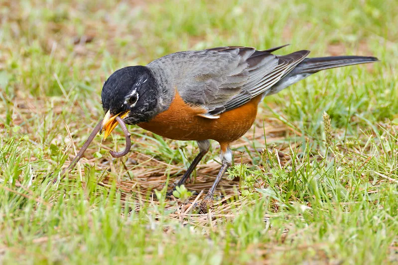 The Red Breast's Role in Foraging
