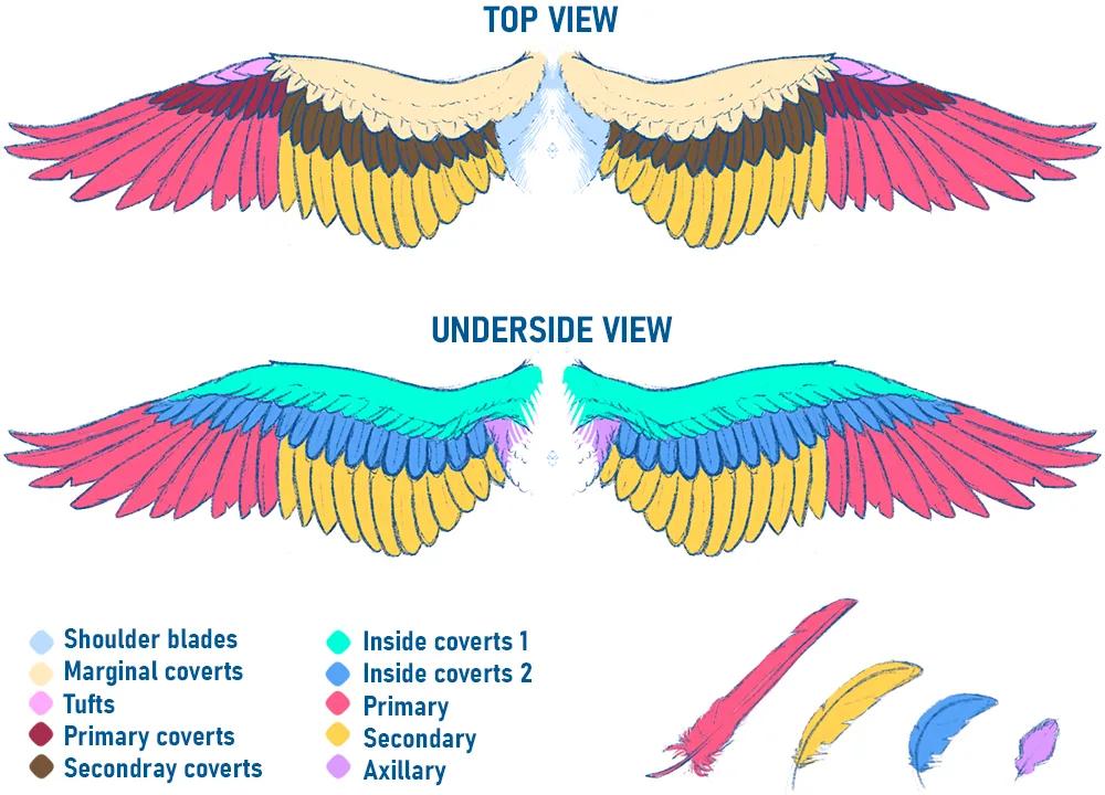 The Risk of "Angel Wing" and Other Development Issues