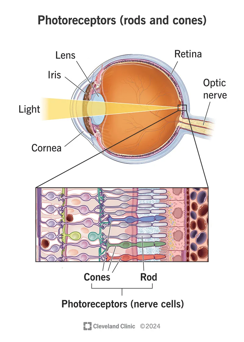 The Role of Rods vs. Cones in Falcon Eyes