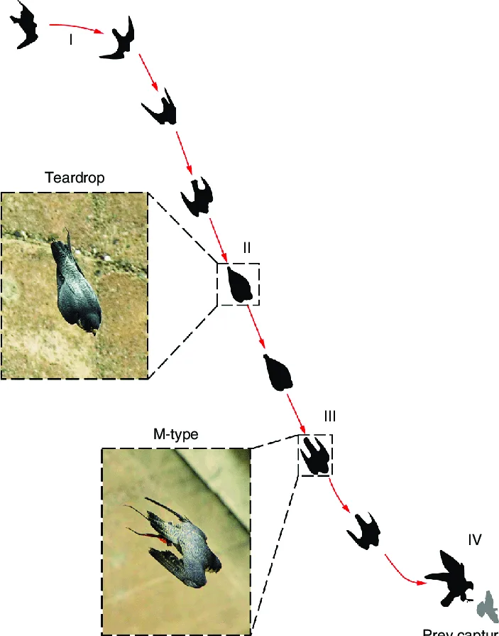 The "Stoop": Falcon's Signature High-Speed Dive