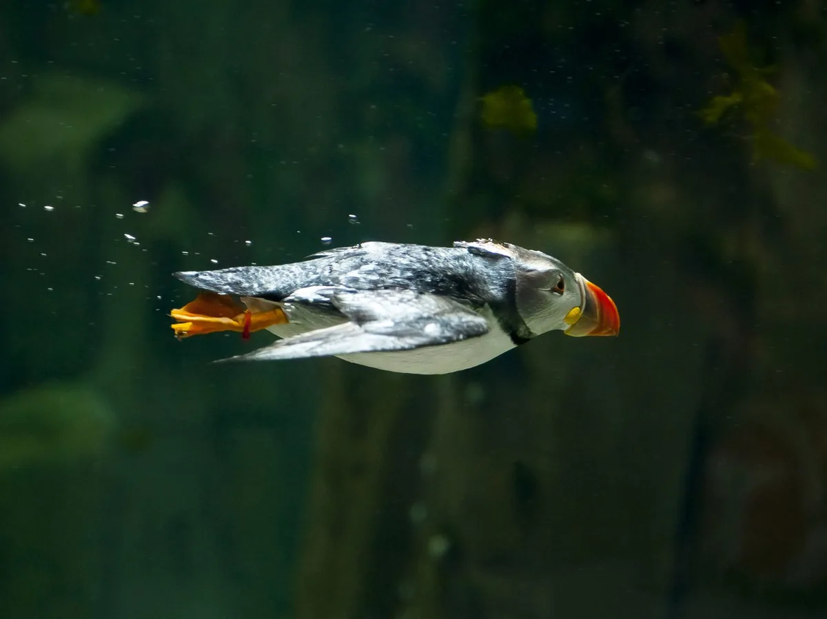 The Underwater Advantage