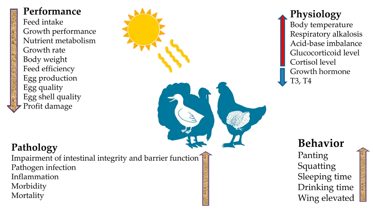 Thermoregulation (animal)