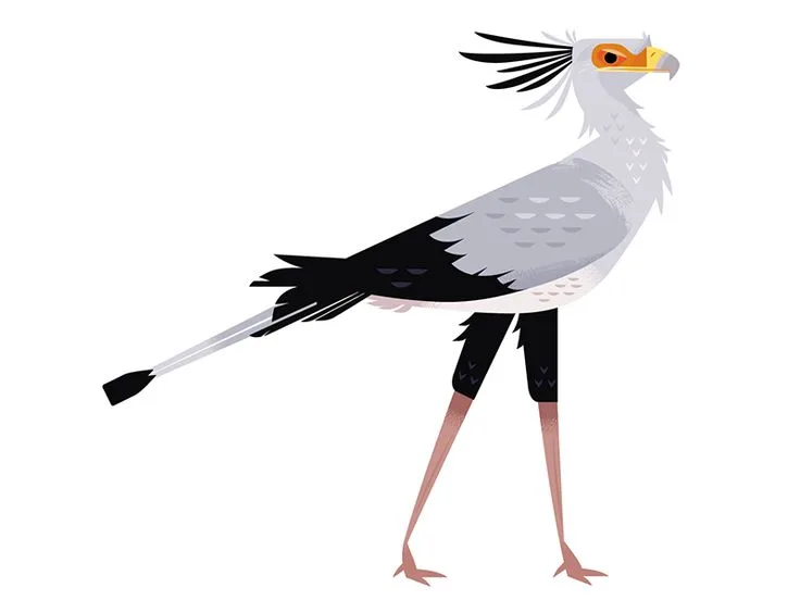 Thermoregulation in birds