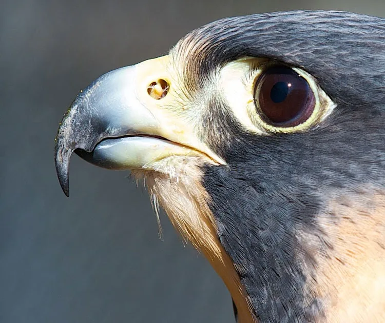Tomial Tooth