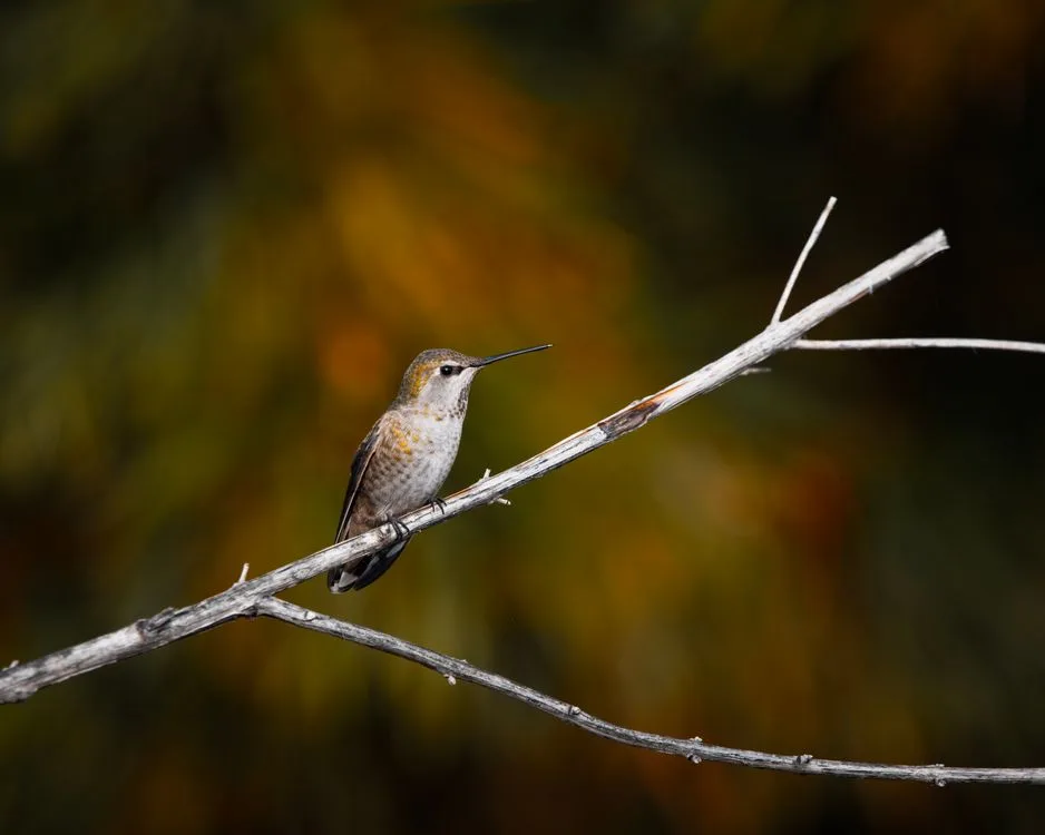 torpor