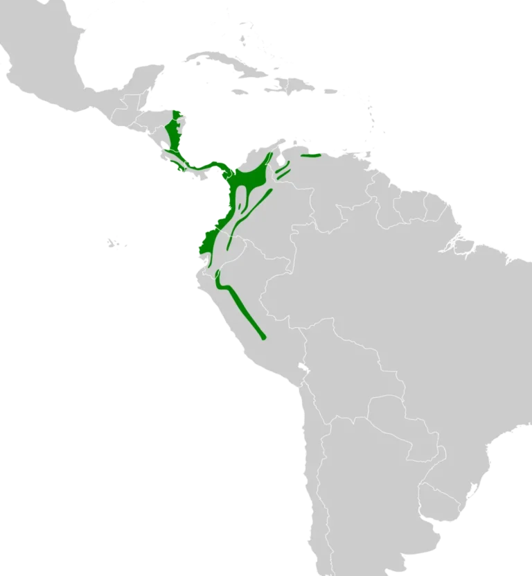 Toucan Habitats