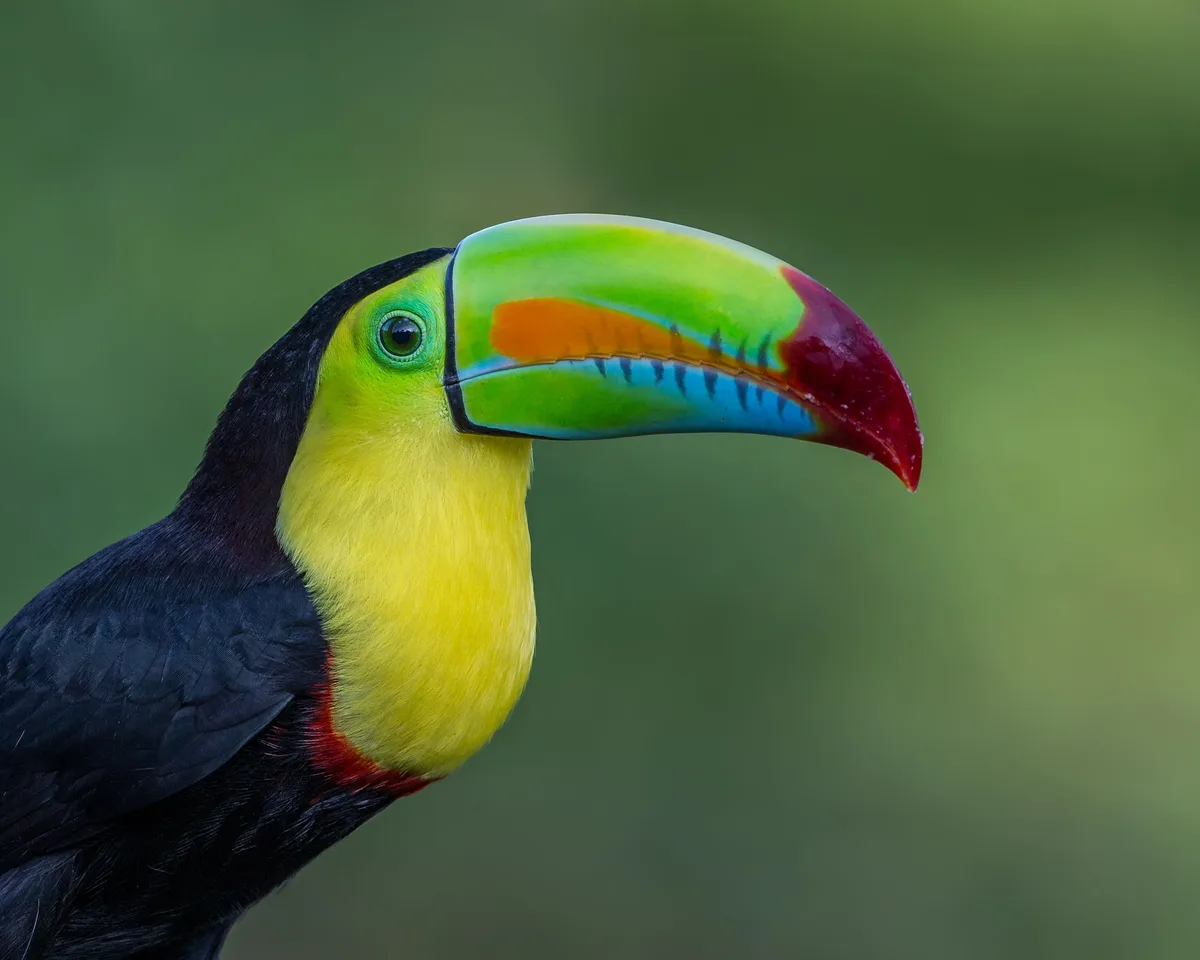 toucans