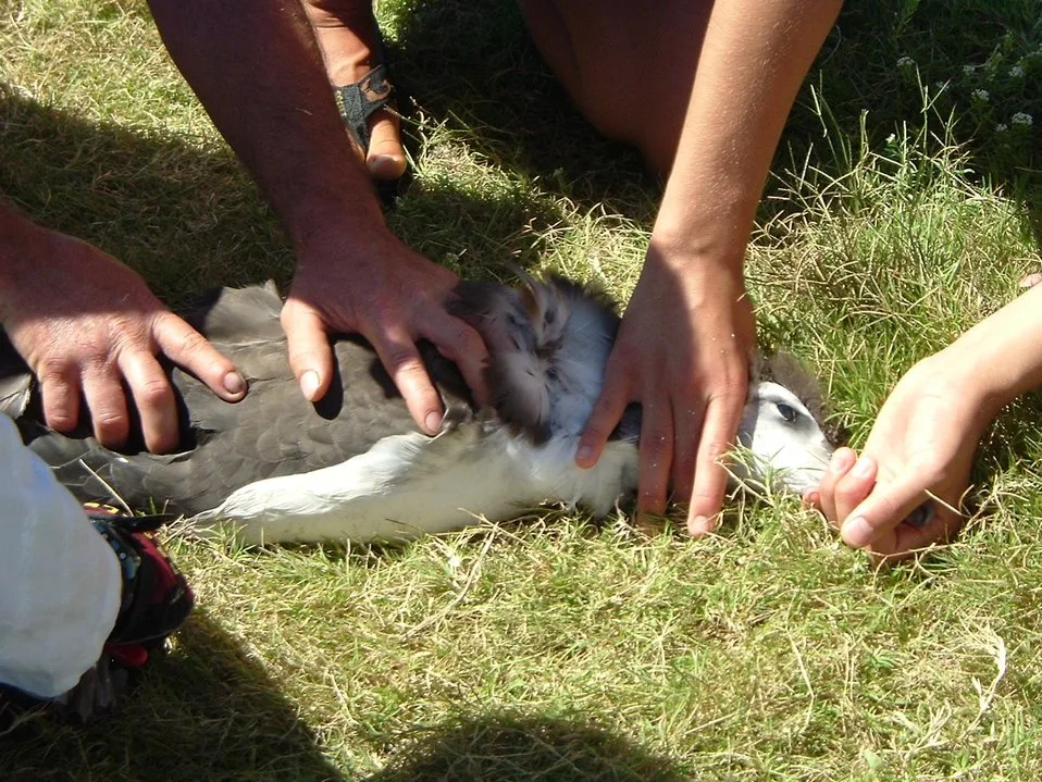 Tracking and Studying Albatross Lives