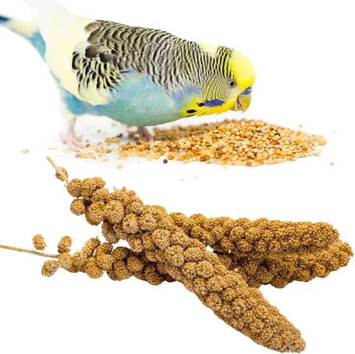 training cockatiels to talk