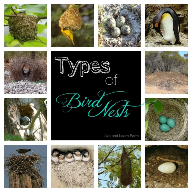 types of bird nests