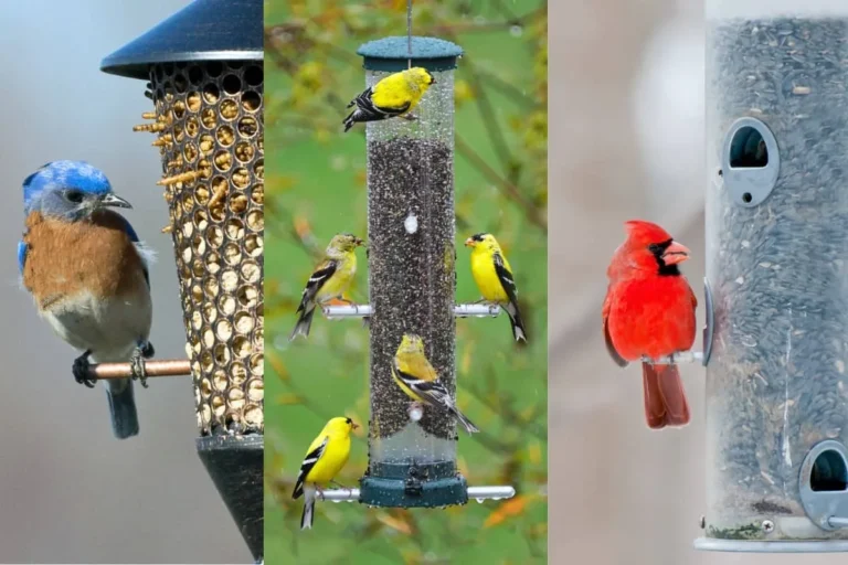 types of birds