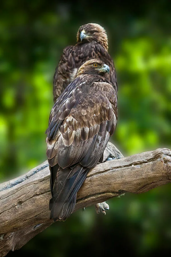 types of eagles