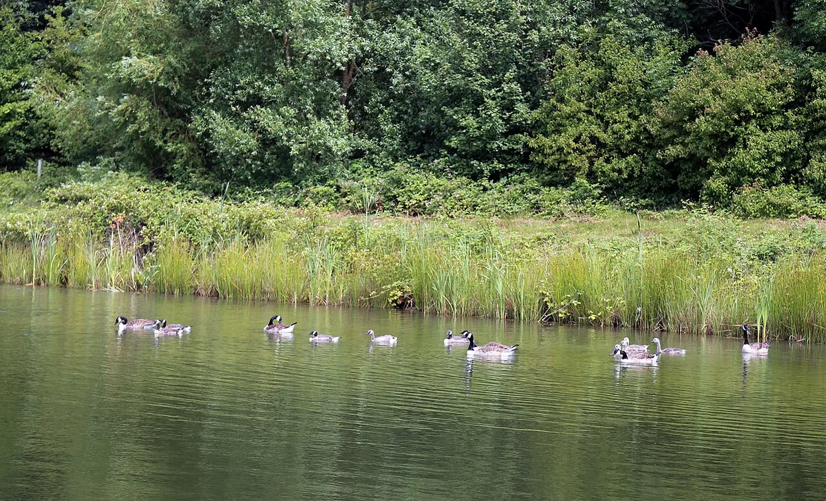 types of geese