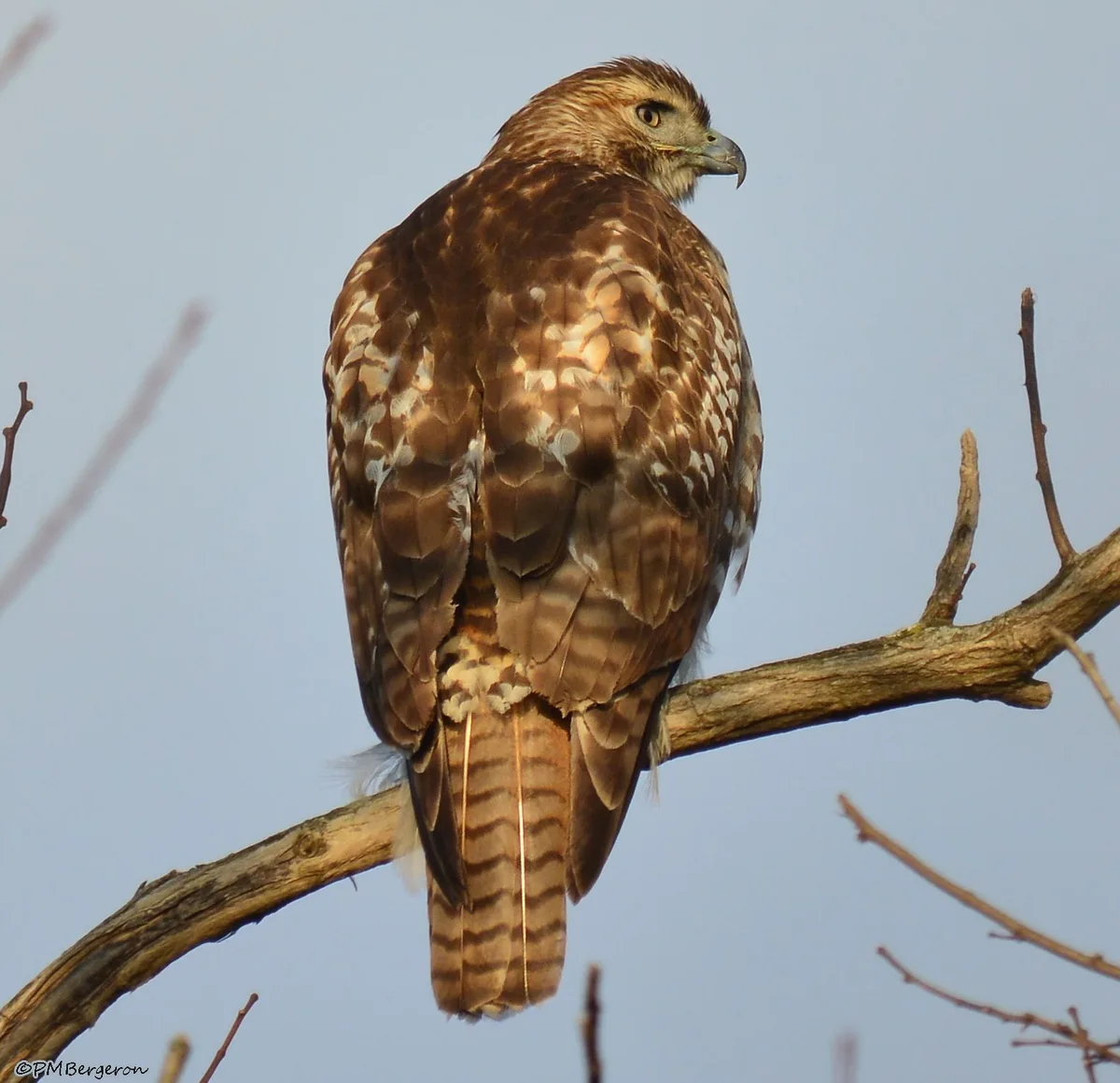 types of hawks