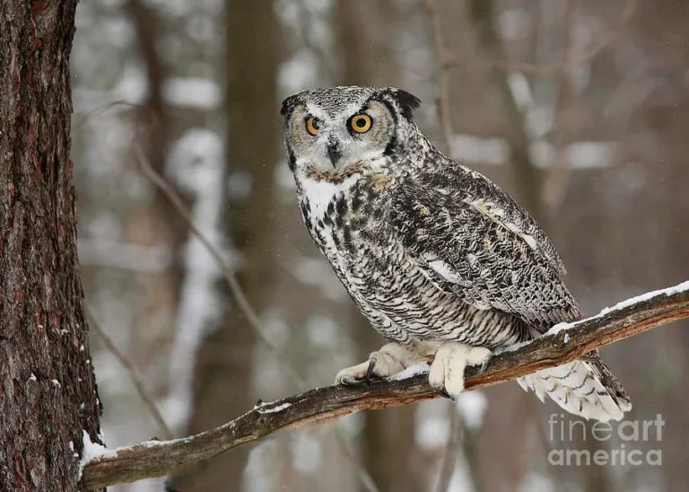 types of owls