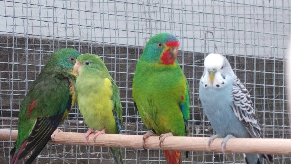 types of parrots