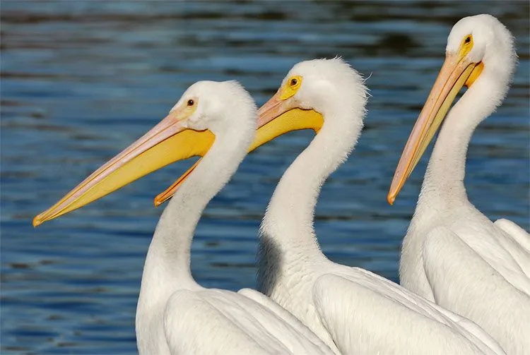 types of pelicans
