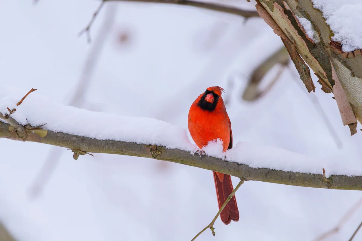types of songbirds