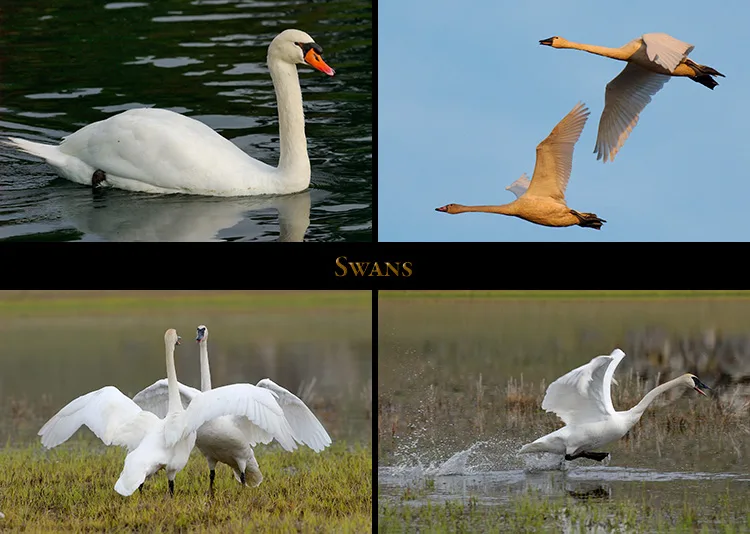 types of swans