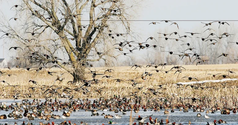 types of water birds