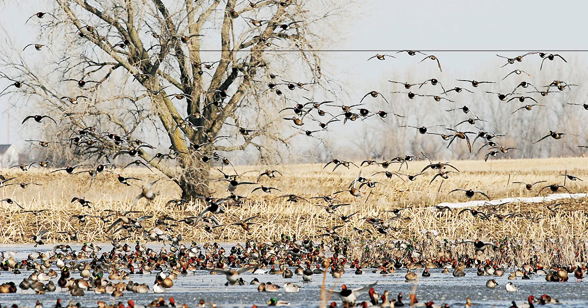 types of water birds