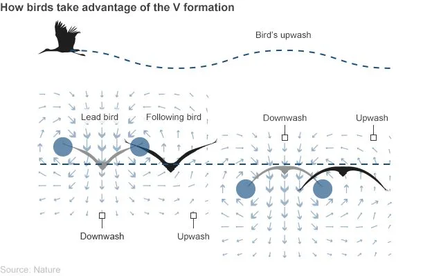 V-formation flight