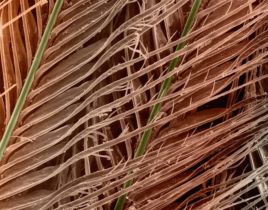 Velvety feather surface