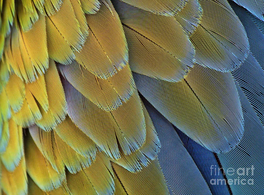 velvety feather texture