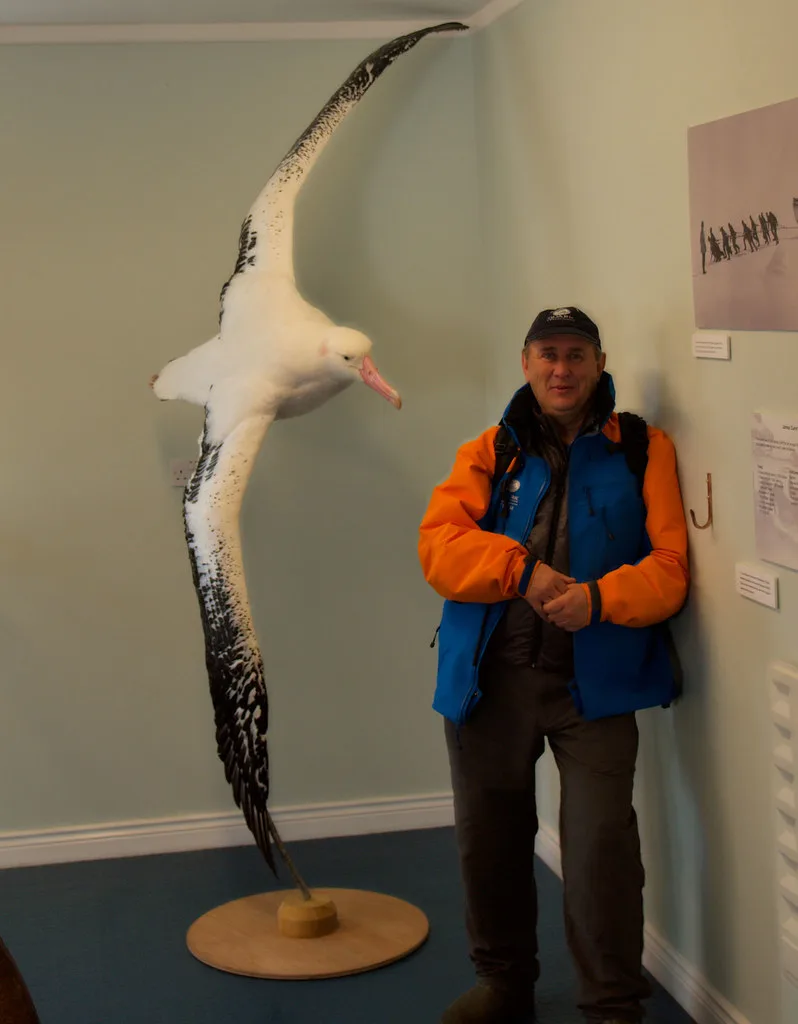 Wandering Albatross