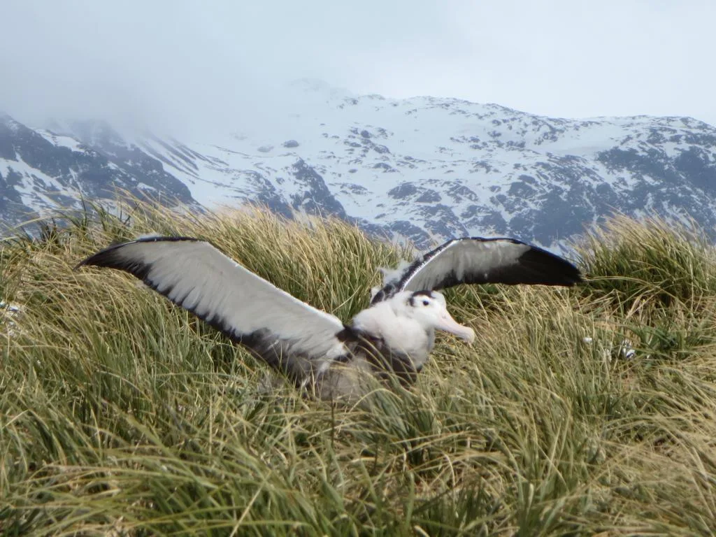 Wandering Albatross