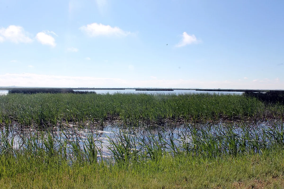 waterfowl roosting