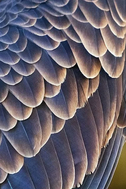 Waterproof feathers