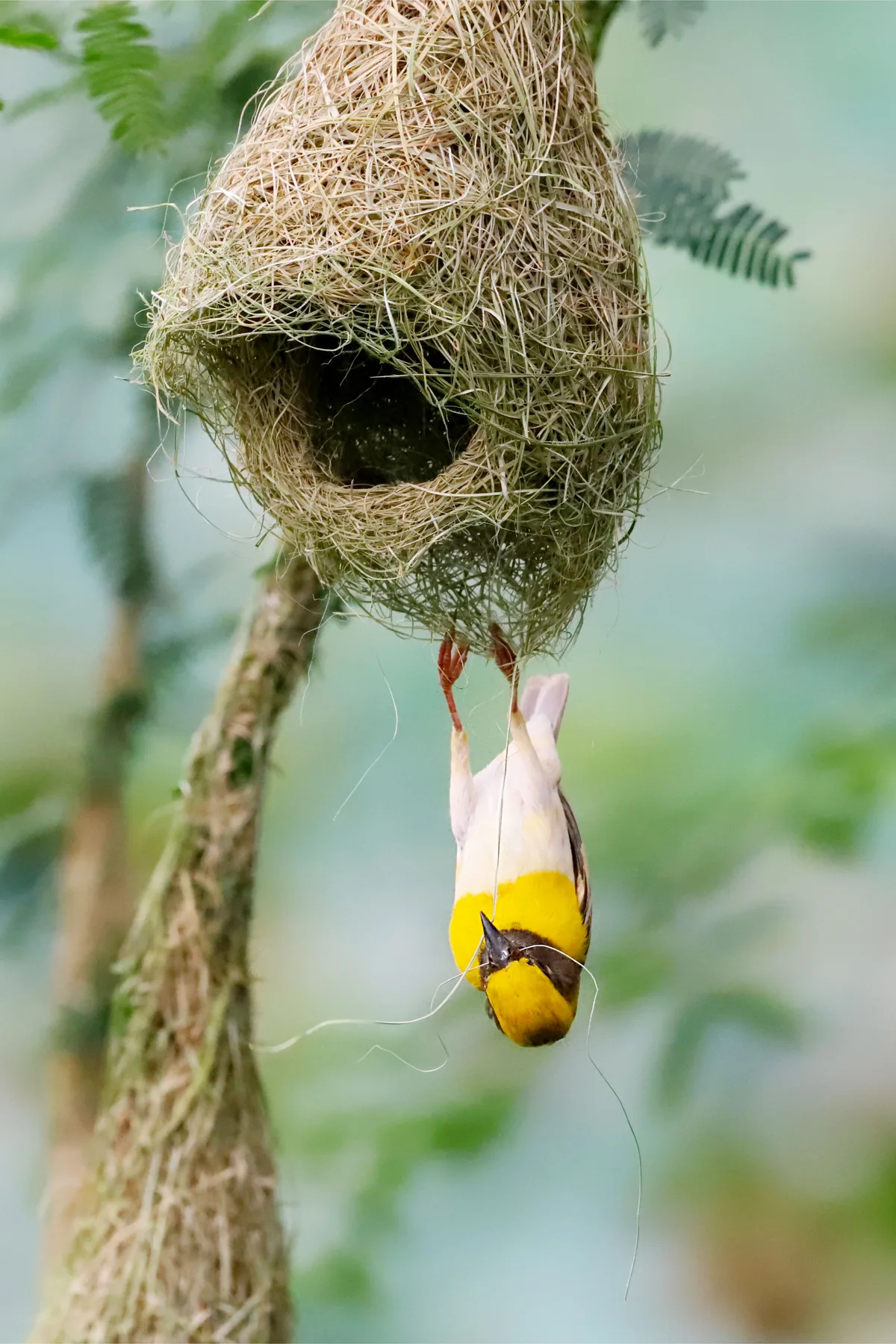 weaver bird nest