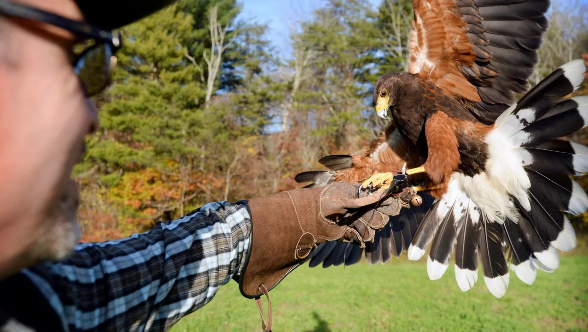 What About Falconry?